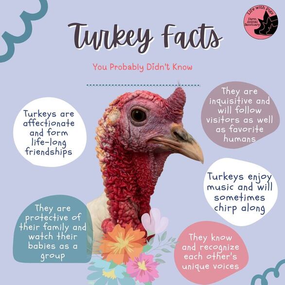 Turkey Facts Image